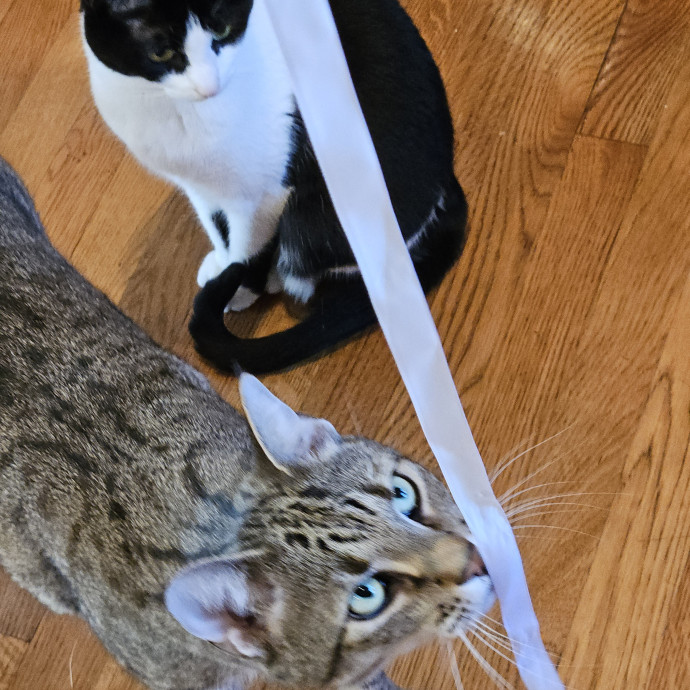 Blue Ribbon Cat Sitter Of Queen City