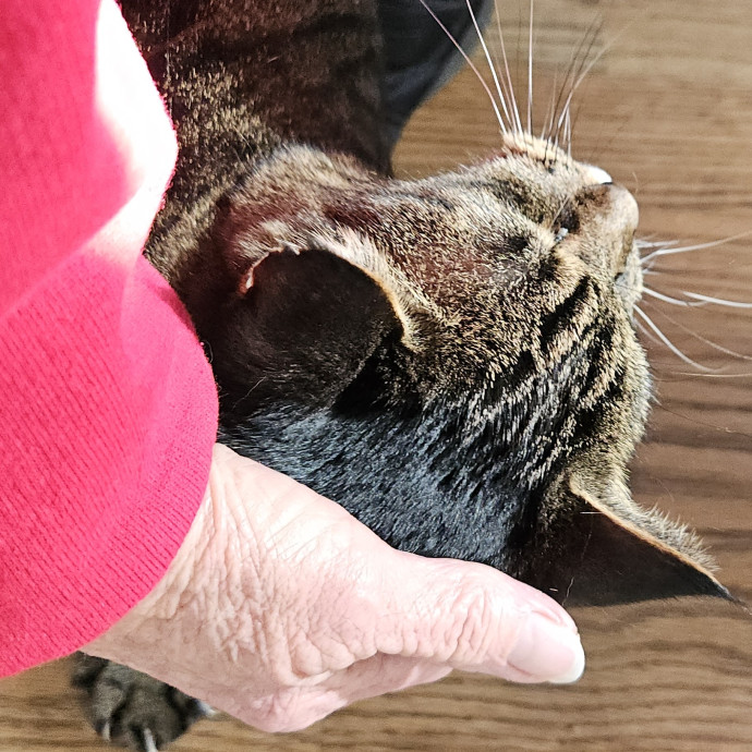 Blue Ribbon Cat Sitter Of Queen City