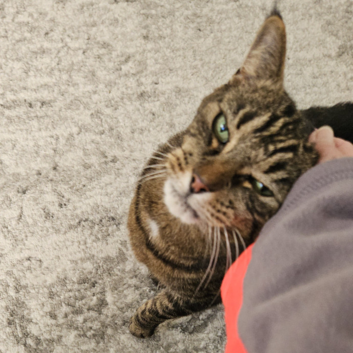 Blue Ribbon Cat Sitter Of Queen City