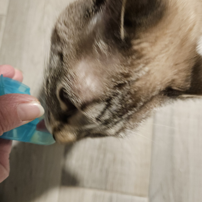 Blue Ribbon Cat Sitter Of Queen City
