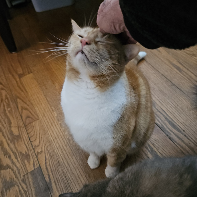 Blue Ribbon Cat Sitter Of Queen City