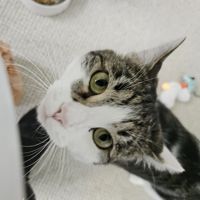 Blue Ribbon Cat Sitter Of Queen City