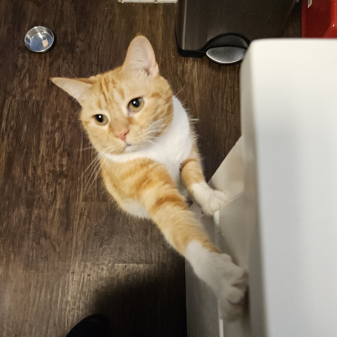 Blue Ribbon Cat Sitter Of Queen City