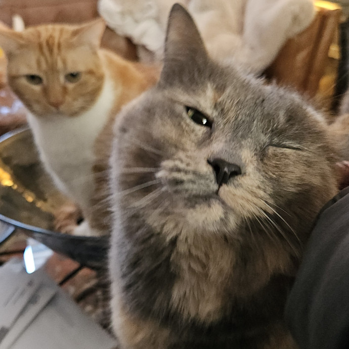 Blue Ribbon Cat Sitter Of Queen City