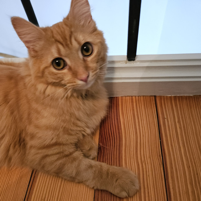 Blue Ribbon Cat Sitter Of Queen City