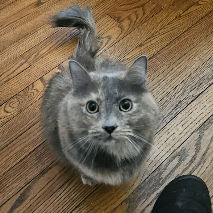 Blue Ribbon Cat Sitter Of Queen City