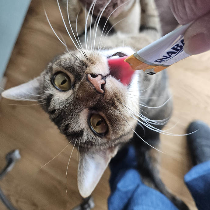 Blue Ribbon Cat Sitter Of Queen City