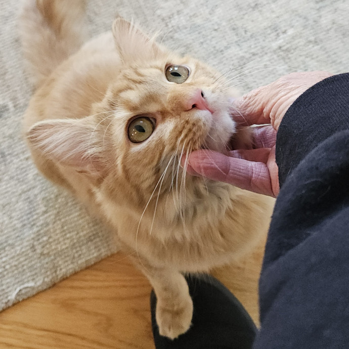 Blue Ribbon Cat Sitter Of Queen City