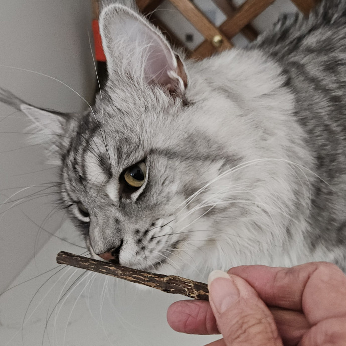 Blue Ribbon Cat Sitter Of Queen City