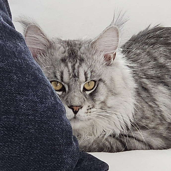 Blue Ribbon Cat Sitter Of Queen City