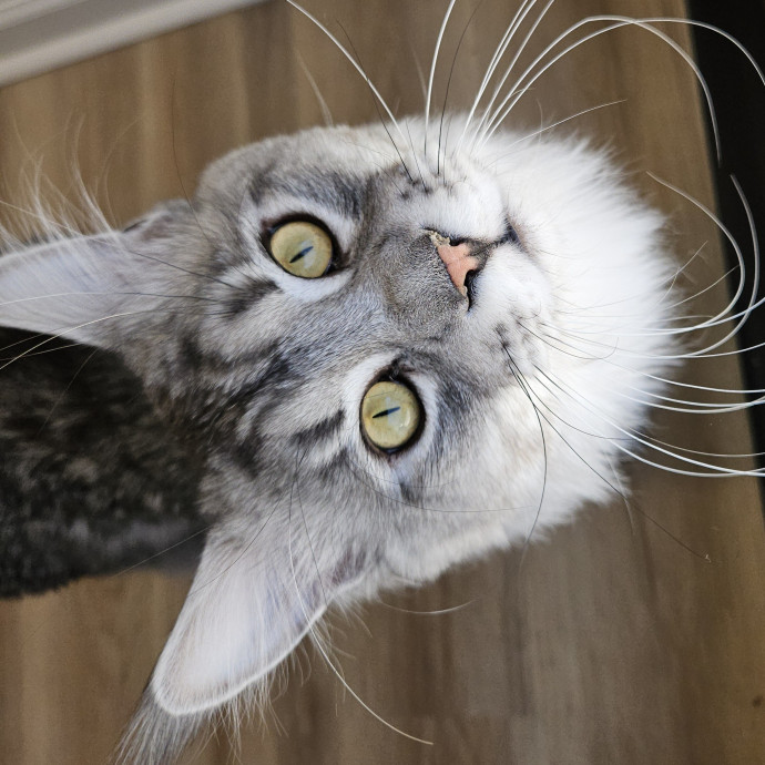 Blue Ribbon Cat Sitter Of Queen City