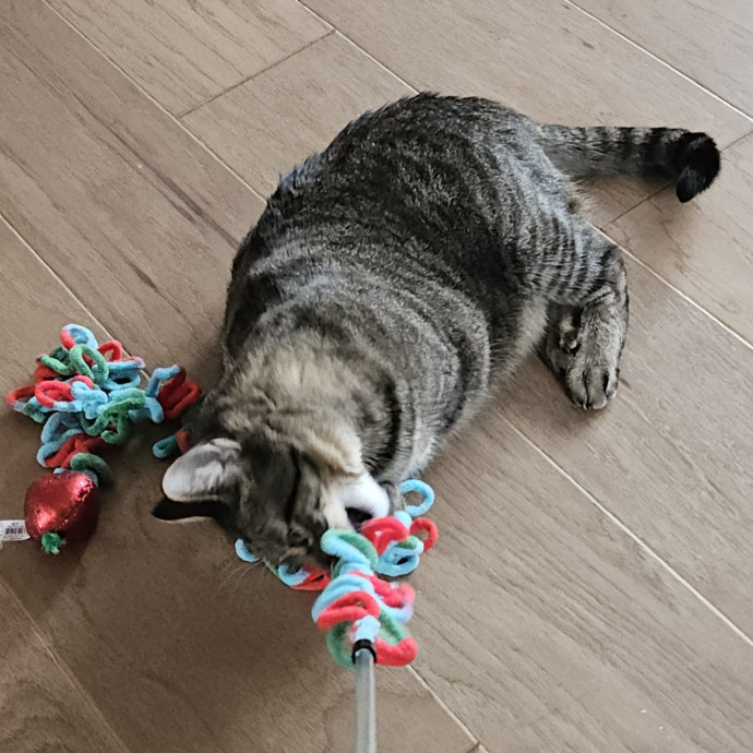 Blue Ribbon Cat Sitter Of Queen City