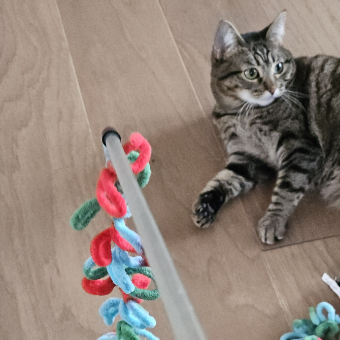 Blue Ribbon Cat Sitter Of Queen City