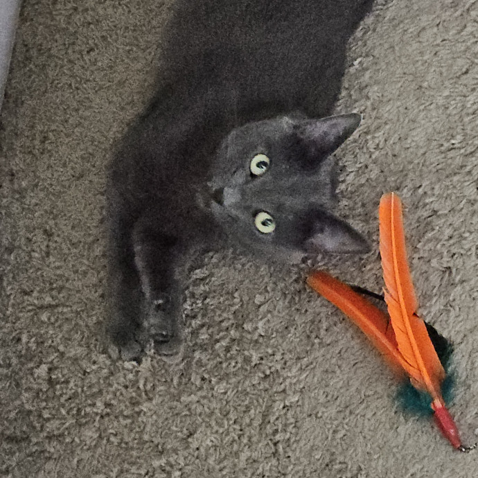 Blue Ribbon Cat Sitter Of Queen City