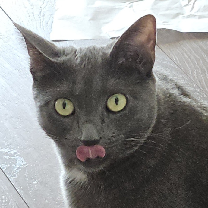 Blue Ribbon Cat Sitter Of Queen City
