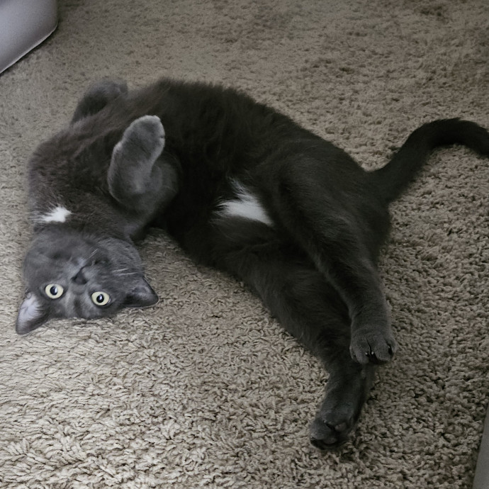 Blue Ribbon Cat Sitter Of Queen City