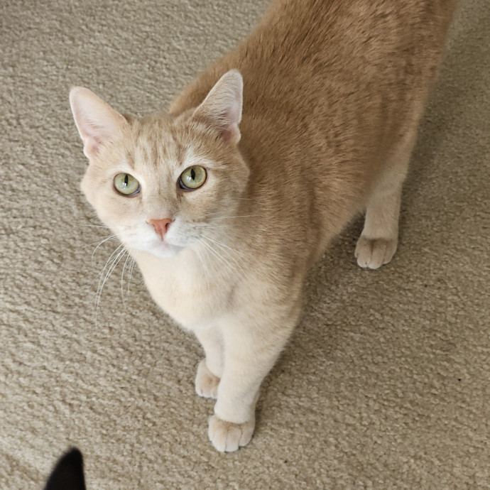Blue Ribbon Cat Sitter Of Queen City