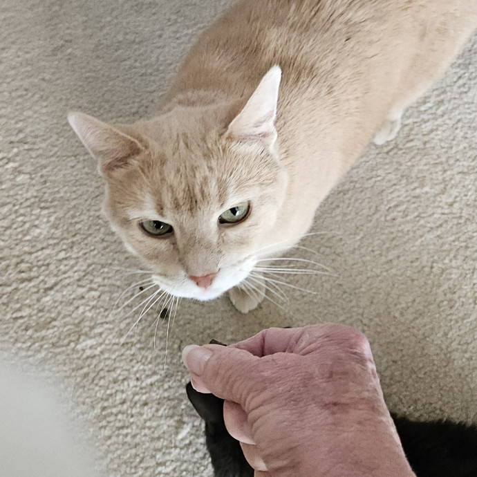 Blue Ribbon Cat Sitter Of Queen City