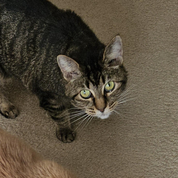 Blue Ribbon Cat Sitter Of Queen City
