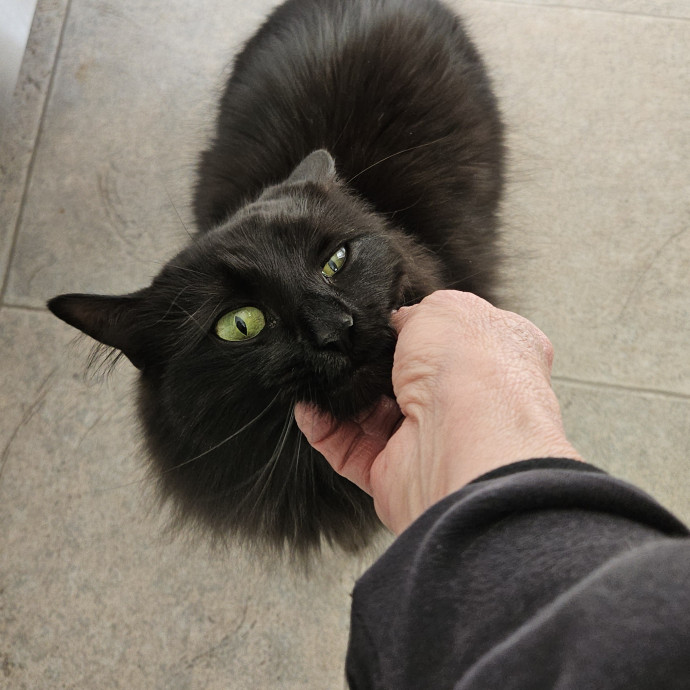Blue Ribbon Cat Sitter Of Queen City