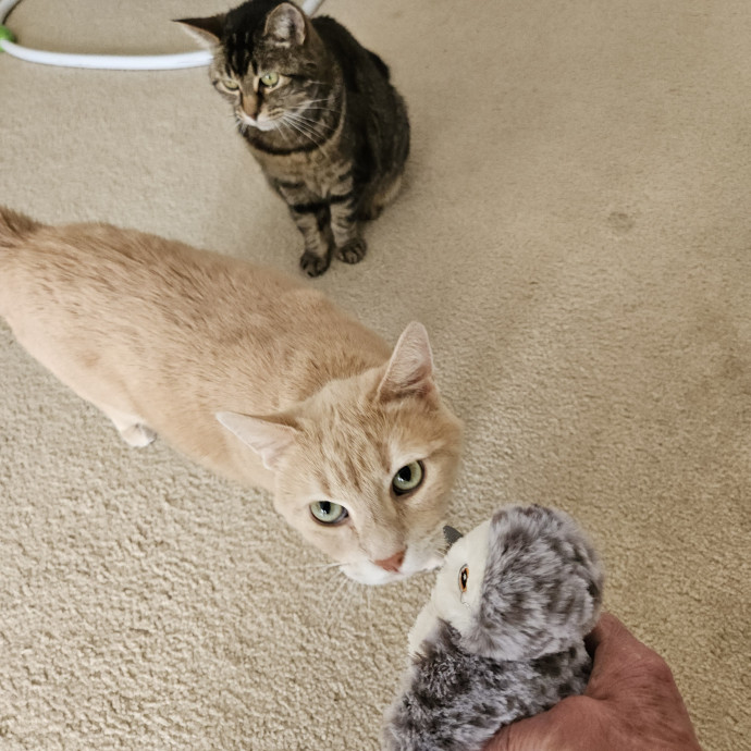 Blue Ribbon Cat Sitter Of Queen City