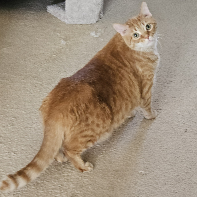 Blue Ribbon Cat Sitter Of Queen City