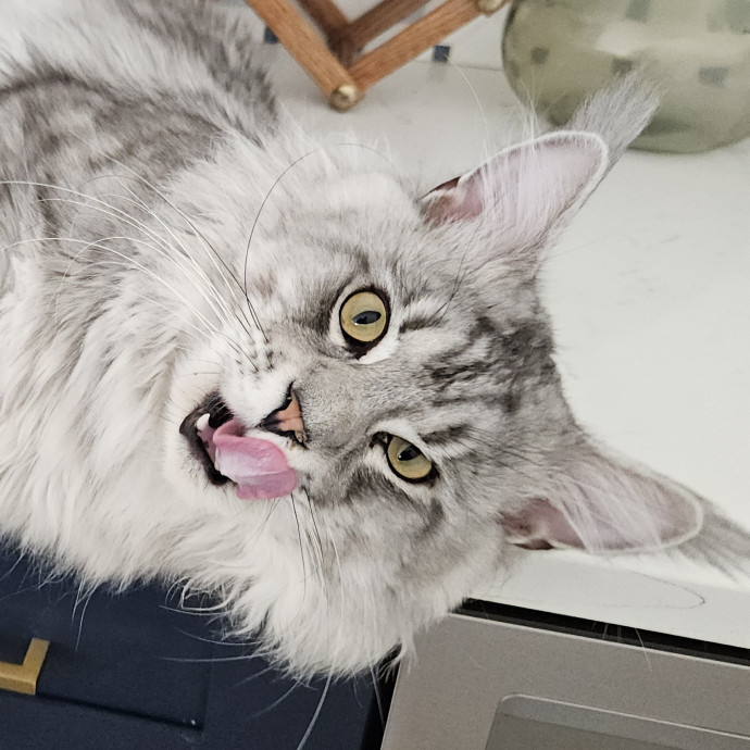 Blue Ribbon Cat Sitter Of Queen City
