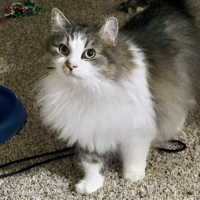 Blue Ribbon Cat Sitter Of Queen City