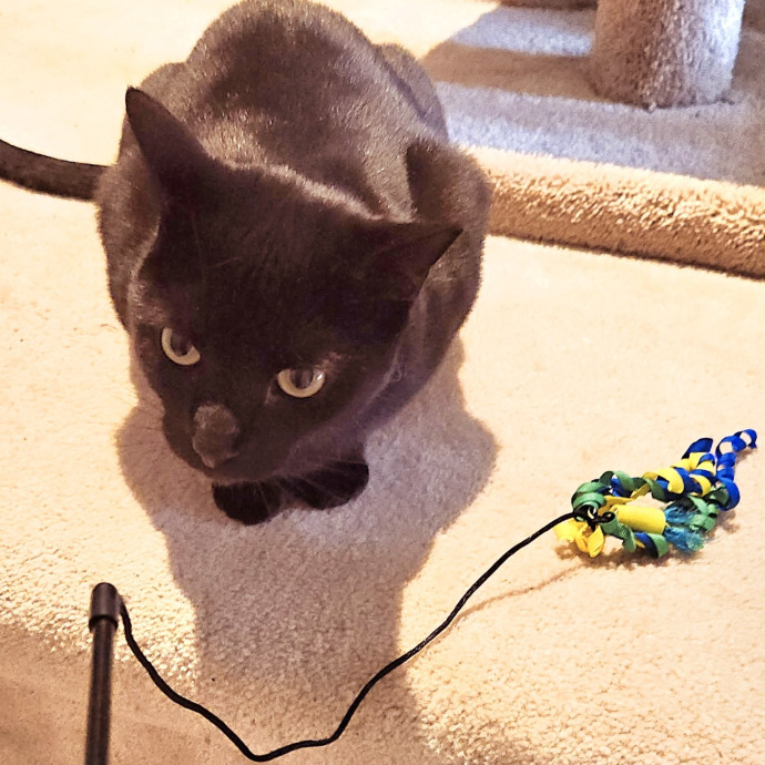 Blue Ribbon Cat Sitter Of Queen City