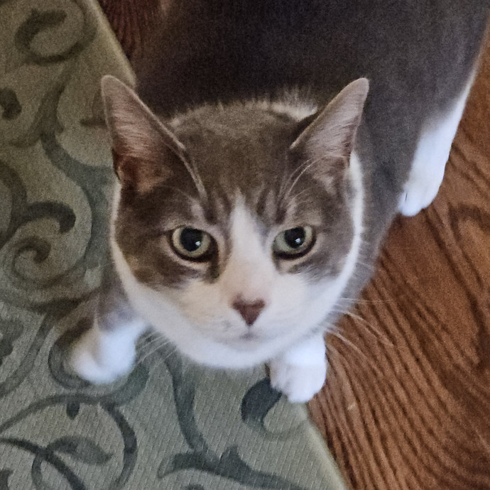 Blue Ribbon Cat Sitter Of Queen City