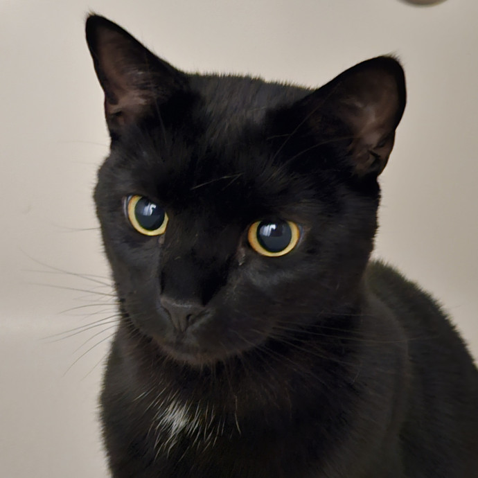 Blue Ribbon Cat Sitter Of Queen City
