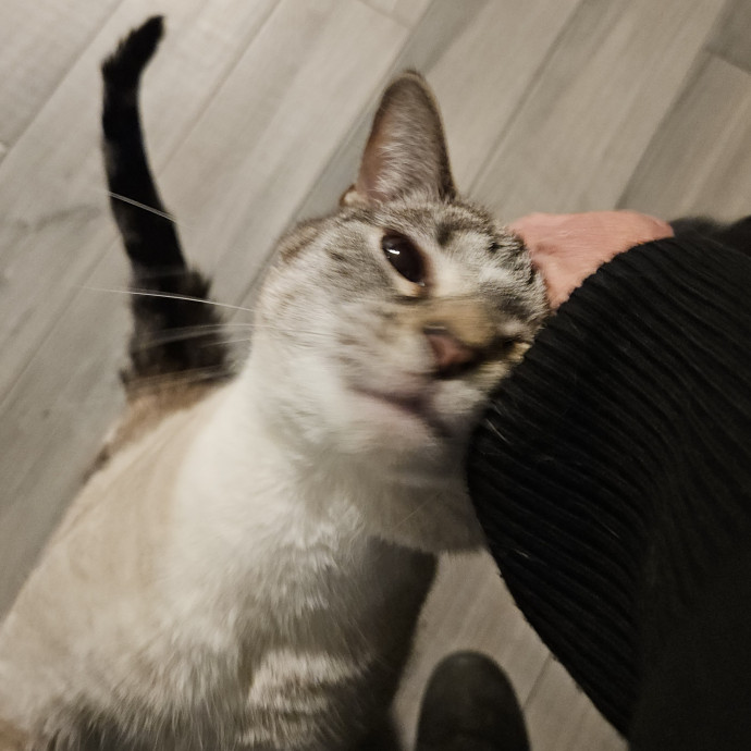 Blue Ribbon Cat Sitter Of Queen City