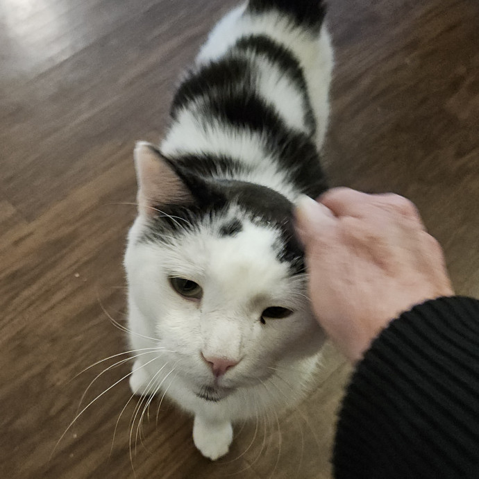Blue Ribbon Cat Sitter Of Queen City