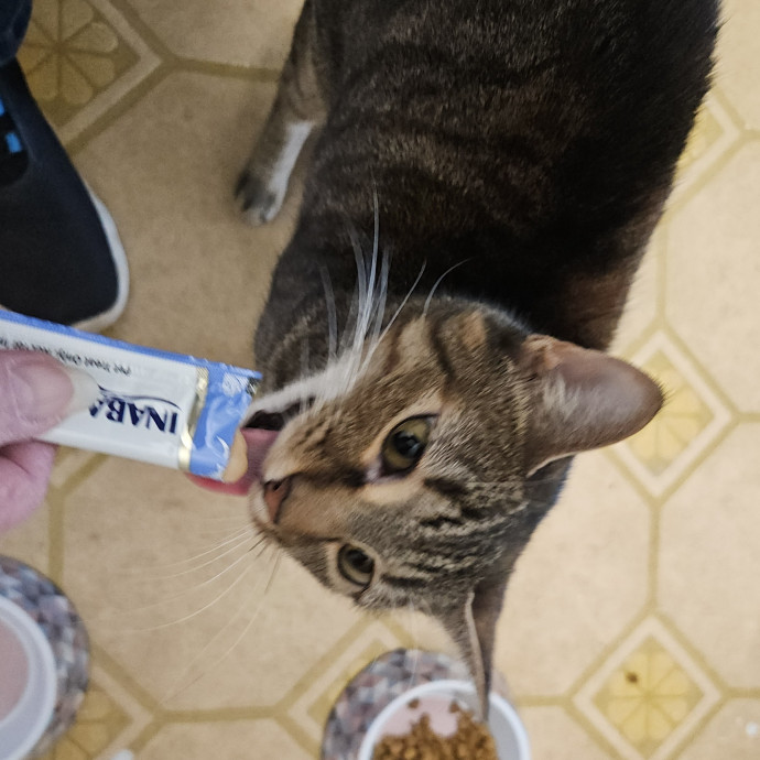 Blue Ribbon Cat Sitter Of Queen City