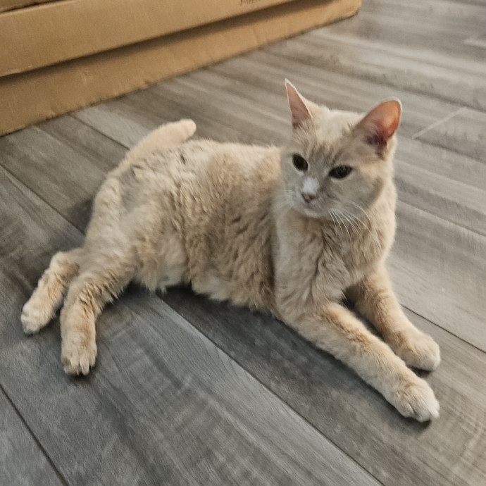 Blue Ribbon Cat Sitter Of Queen City