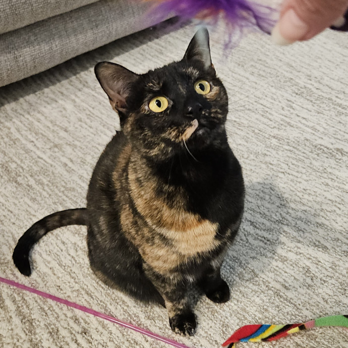 Blue Ribbon Cat Sitter Of Queen City