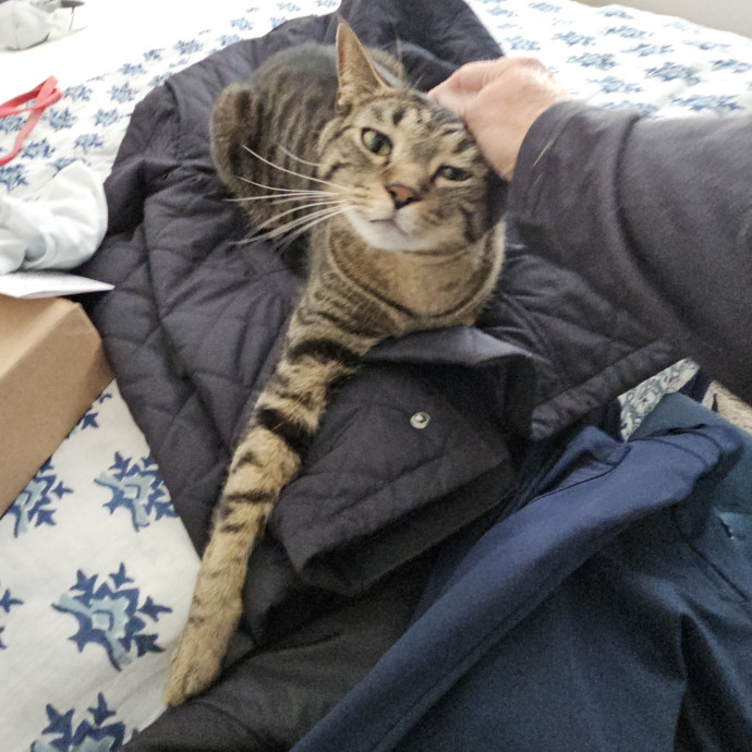 Blue Ribbon Cat Sitter Of Queen City