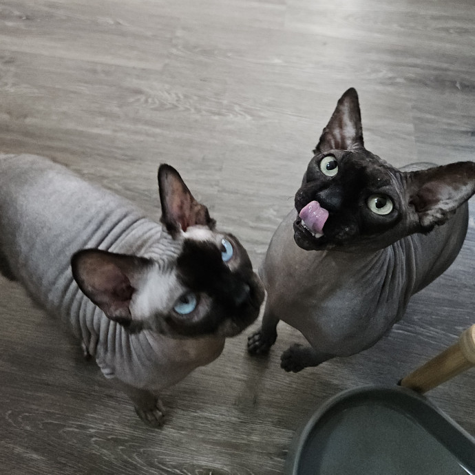 Blue Ribbon Cat Sitter Of Queen City