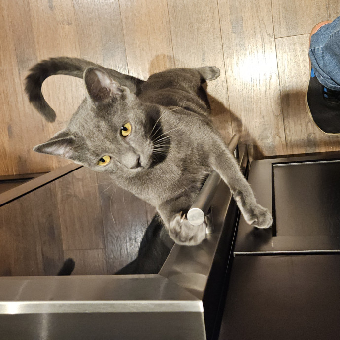 Blue Ribbon Cat Sitter Of Queen City
