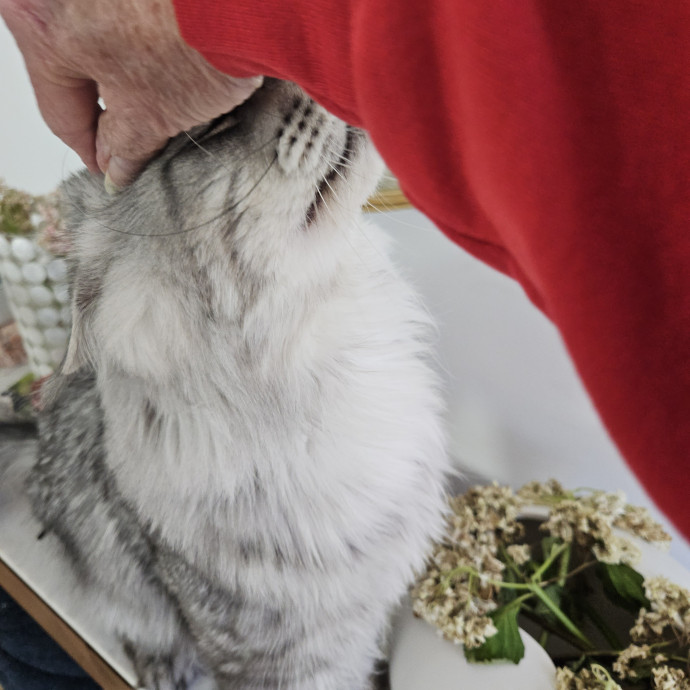 Blue Ribbon Cat Sitter Of Queen City