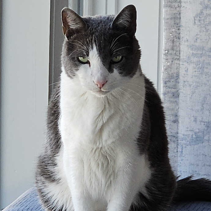 Blue Ribbon Cat Sitter Of Queen City