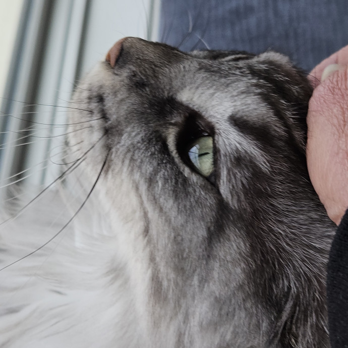 Blue Ribbon Cat Sitter Of Queen City