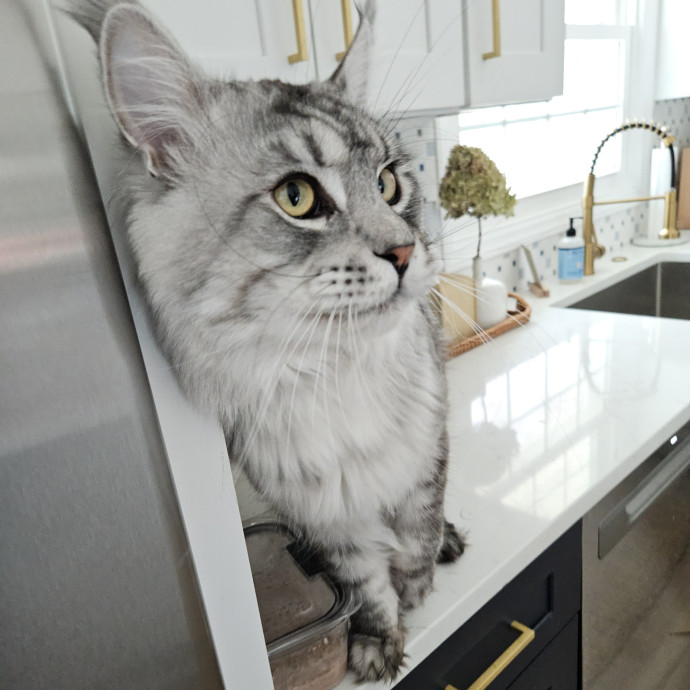 Blue Ribbon Cat Sitter Of Queen City