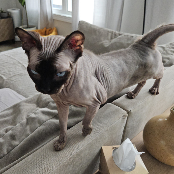 Blue Ribbon Cat Sitter Of Queen City