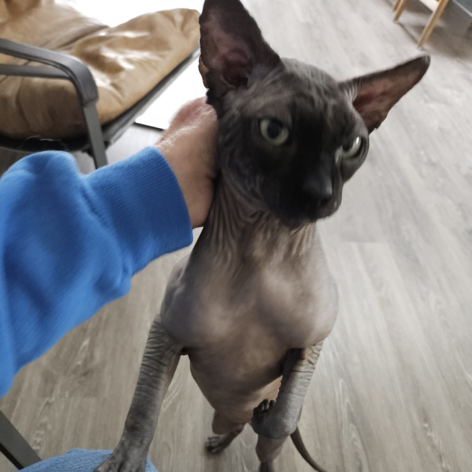 Blue Ribbon Cat Sitter Of Queen City