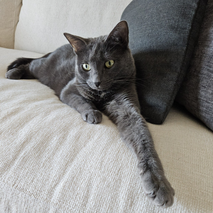 Blue Ribbon Cat Sitter Of Queen City