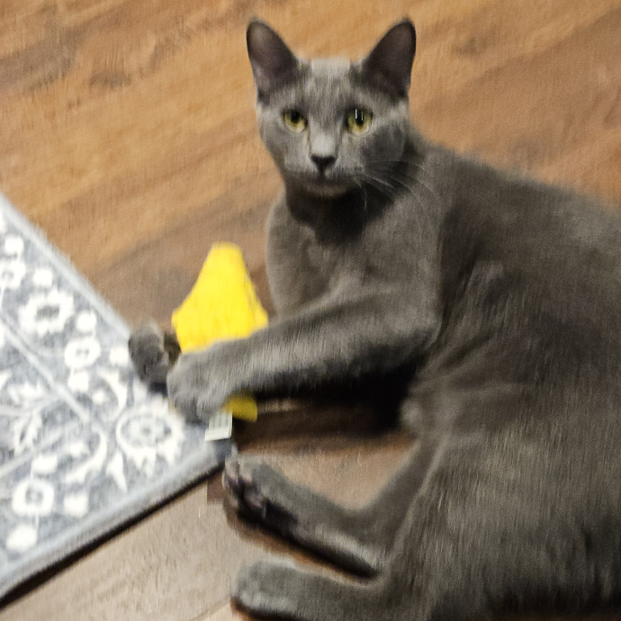 Blue Ribbon Cat Sitter Of Queen City