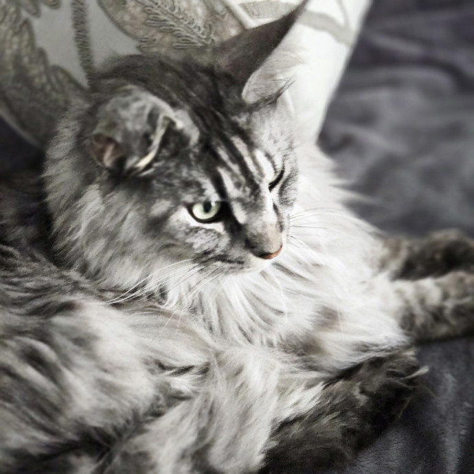 Blue Ribbon Cat Sitter Of Queen City