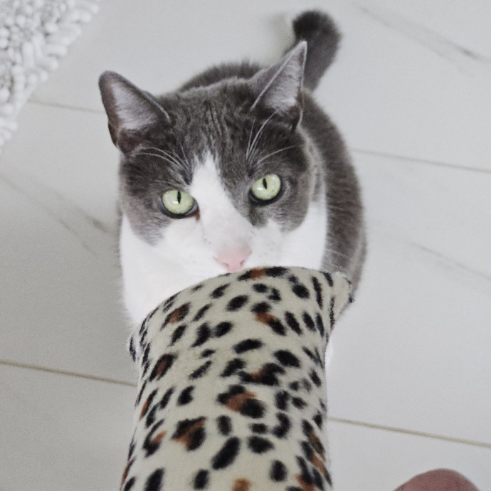 Blue Ribbon Cat Sitter Of Queen City