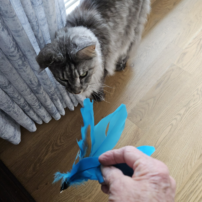 Blue Ribbon Cat Sitter Of Queen City